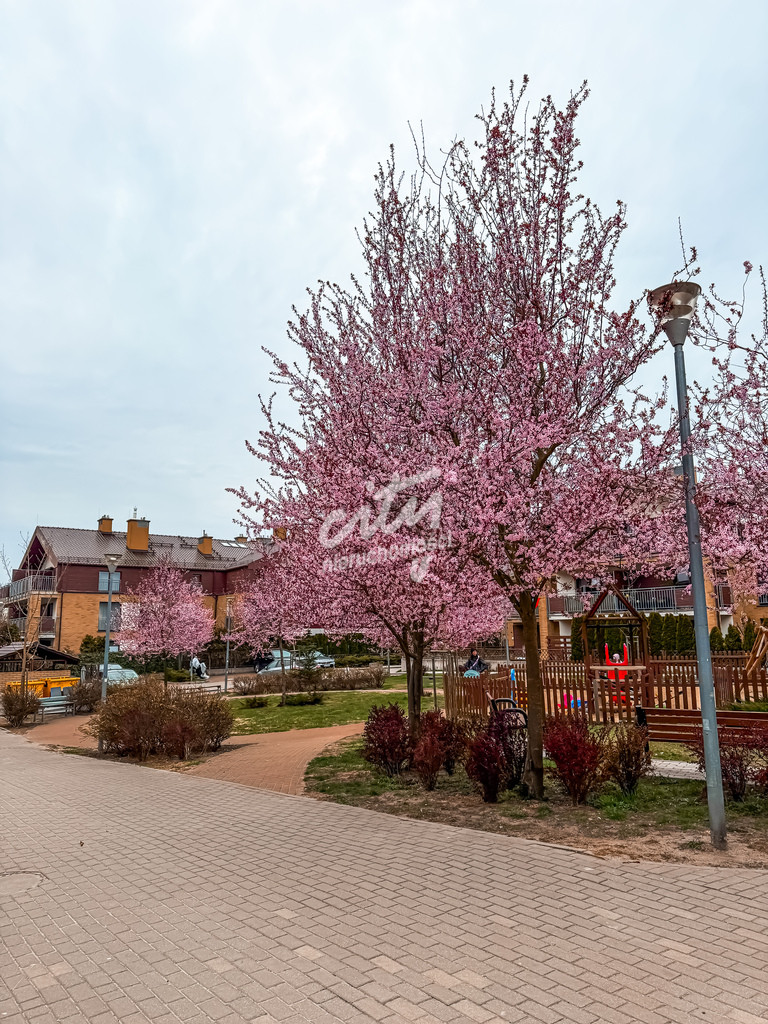 Mieszkanie Sprzedaż Szczecin Warszewo 8