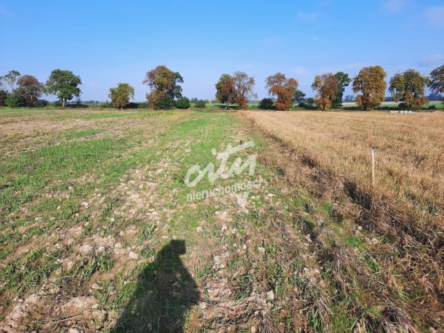 Działka Sprzedaż Kurów 7
