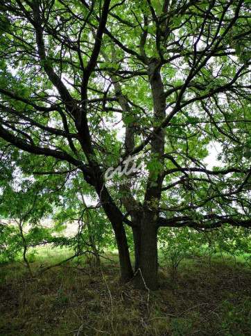 Działka Sprzedaż Świeszewo 5