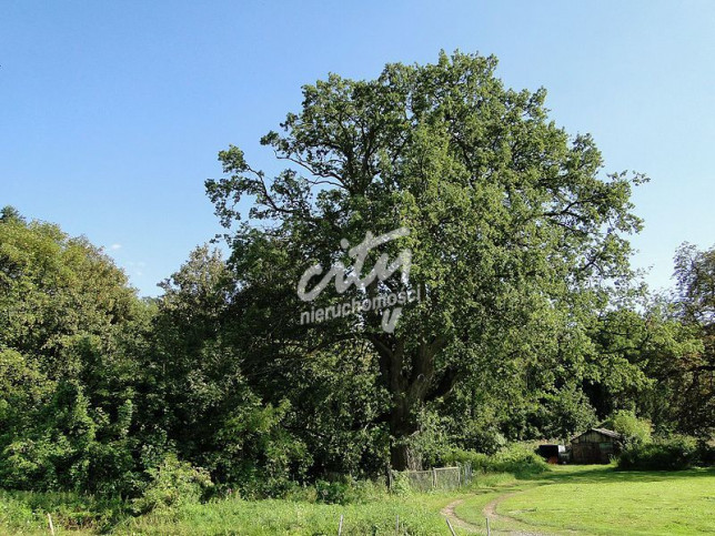 Działka Sprzedaż Kurów Na Klifie 1