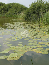 Działka Sprzedaż Giżyn