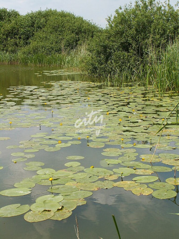 Działka Sprzedaż Giżyn 1