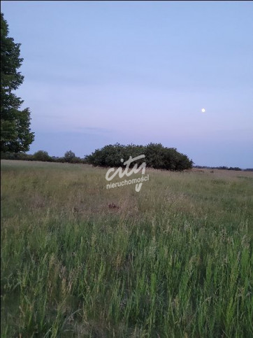 Działka Sprzedaż Lubczyna 1