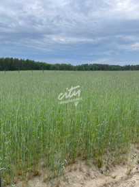 Działka Sprzedaż Chociwel