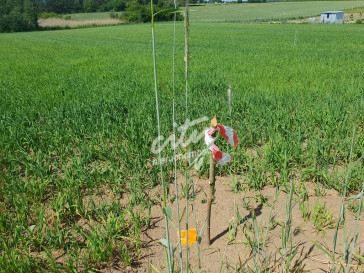 Działka Sprzedaż Zieleniewo