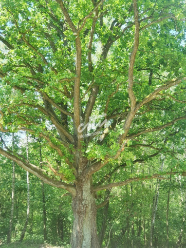Działka Sprzedaż Zieleniewo 6