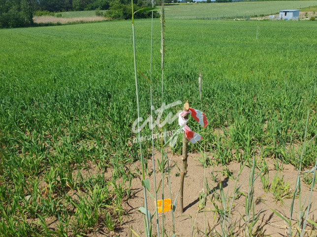 Działka Sprzedaż Zieleniewo 6