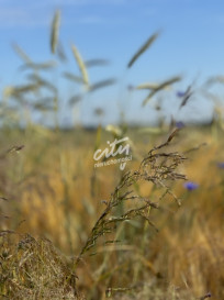 Działka Sprzedaż Goleniów